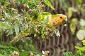 birds in the garden